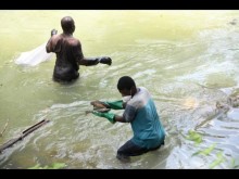 Residents of Kent Village in St Catherine’s Bog Walk gorge removing numerous dead fish as they clear a white frothy substance floating on atop the water in the Rio Cobre in August 2021.