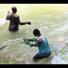 Residents of Kent Village in St Catherine’s Bog Walk gorge removing numerous dead fish as they clear a white frothy substance floating on atop the water in the Rio Cobre in August 2021.